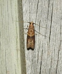 Ptyomaxia trigonogramma