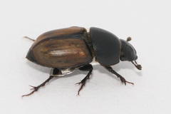 Colobopterus erraticus