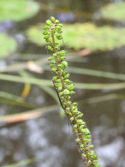 Cycnogeton multifructum