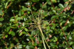 Allium paniculatum