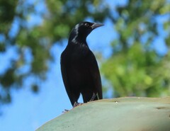 Ptiloxena atroviolacea