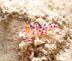 Coryphellina exoptata