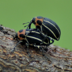 Neodiplogrammus quadrivittatus