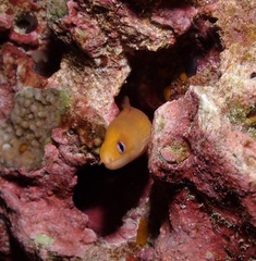 Gymnothorax melatremus