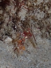 Novaculichthys taeniourus