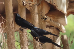 Ptiloxena atroviolacea