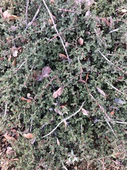 Ceanothus prostratus