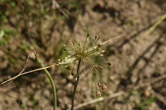 Allium paniculatum