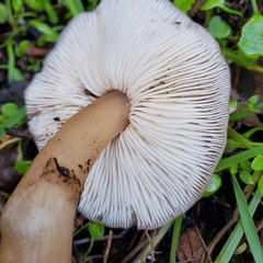 Rhodocollybia