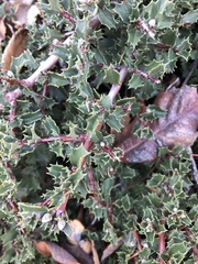 Ceanothus prostratus