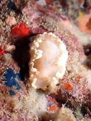 Ardeadoris poliahu