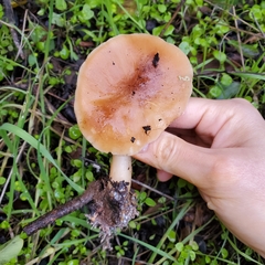 Rhodocollybia