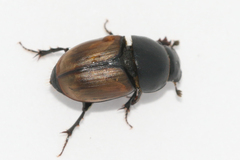 Colobopterus erraticus