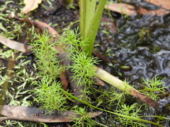 Myriophyllum gracile