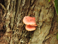 Mycena roseilignicola
