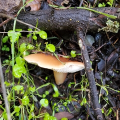 Rhodocollybia