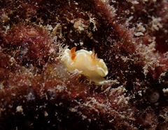 Ardeadoris angustolutea