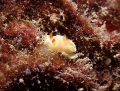 Ardeadoris angustolutea