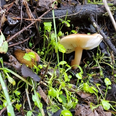 Rhodocollybia