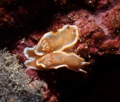 Glossodoris rufomarginata