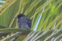 Ptiloxena atroviolacea