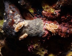 Glossodoris rufomarginata