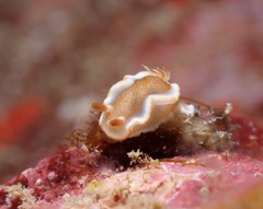 Glossodoris rufomarginata