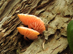 Mycena roseilignicola
