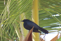 Ptiloxena atroviolacea