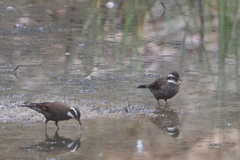 Cinclodes patagonicus