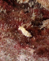 Goniobranchus albopustulosus