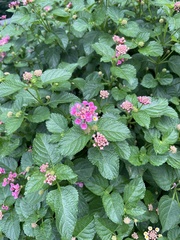 Lantana