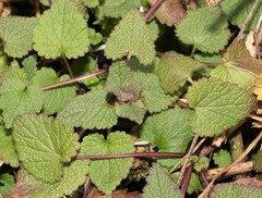 Lamium