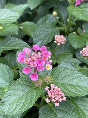 Lantana