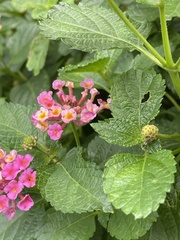 Lantana