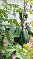 Vasconcellea × pentagona