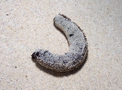 Holothuria atra