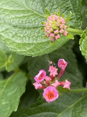 Lantana