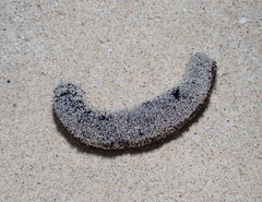 Holothuria atra
