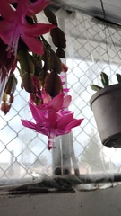Schlumbergera
