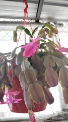 Schlumbergera