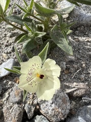 Mohavea confertiflora
