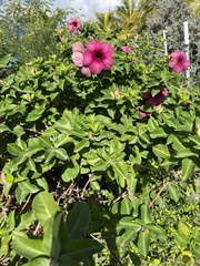 Allamanda blanchetii