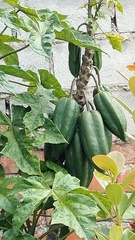 Vasconcellea × pentagona