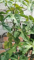 Vasconcellea × pentagona