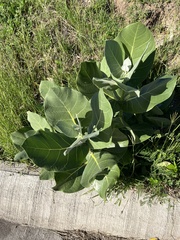 Calotropis