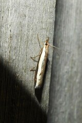 Orocrambus flexuosellus