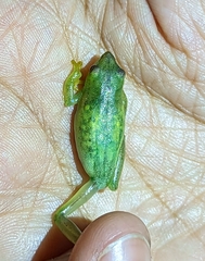 Hyperolius microps