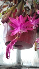 Schlumbergera