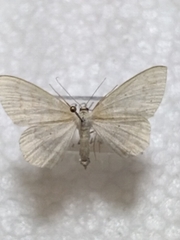 Scopula floslactata